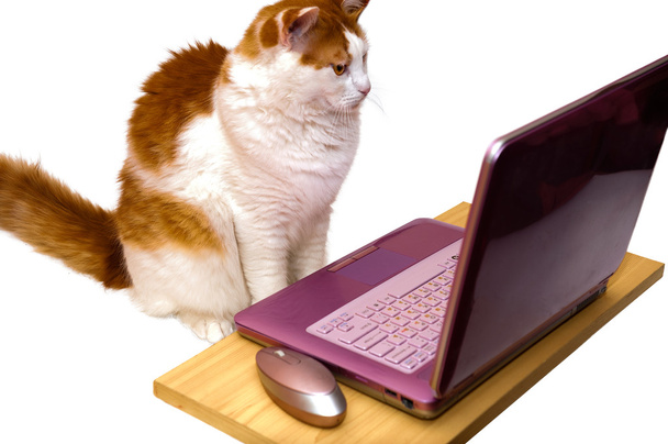 Cat news online - Photo, image