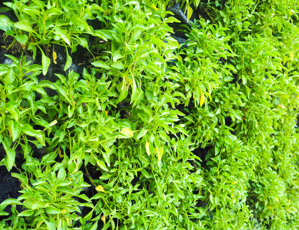Plantas verdes - Foto, imagen