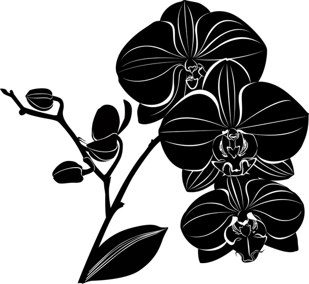 silhouette of orchid flowers - Vector, Image