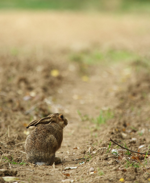 Cute little young hare sitting on a path. - Фото, зображення