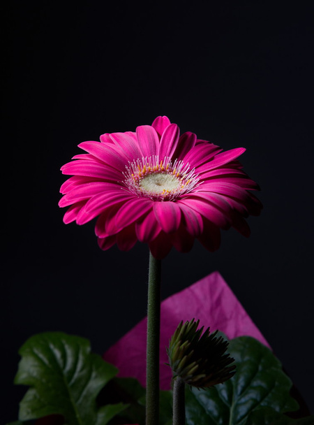Purple gerbera flower - Foto, imagen