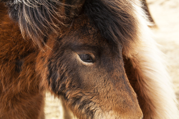 Gros plan de poneys bruns islandais
 - Photo, image