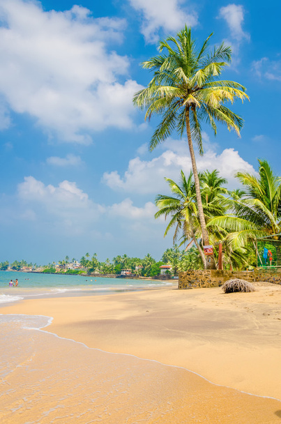 Egzotik palmiye ağaçları ve kumlu plaj - Fotoğraf, Görsel