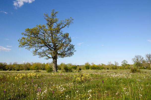 Solitude tree in blossom grassland - Fotografie, Obrázek