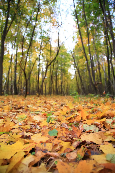 Yellow leaves on earth in park - Fotó, kép