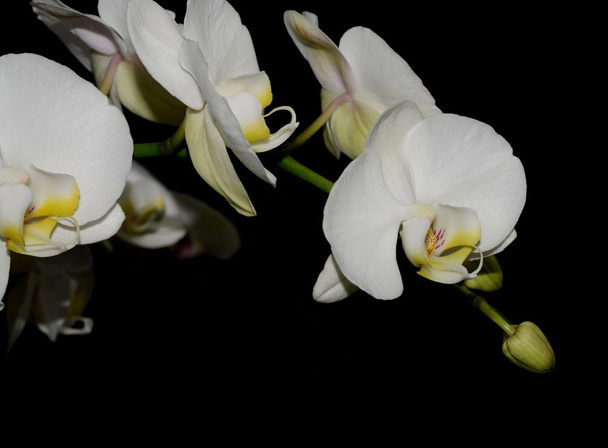 Witte orchidee - Foto, afbeelding