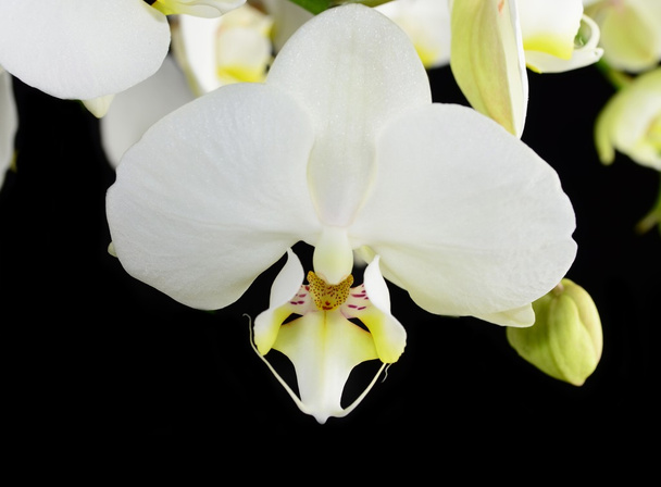 fehér orchidea - Fotó, kép