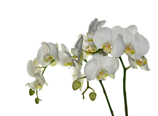 Orquídea blanca
 - Foto, Imagen