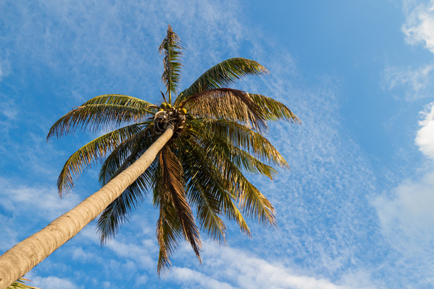 глядя вверх на пальму с синим небом и кокосом
 - Фото, изображение