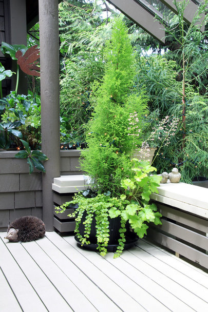 Green cypress planter on outdoor deck.  - Photo, Image