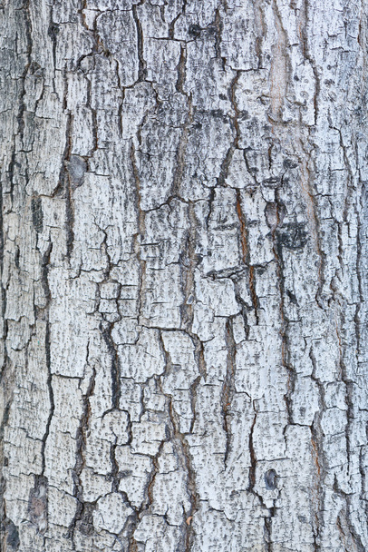 Patterned of grunge tree peel,wood texture, nature, plant backgr - Фото, изображение