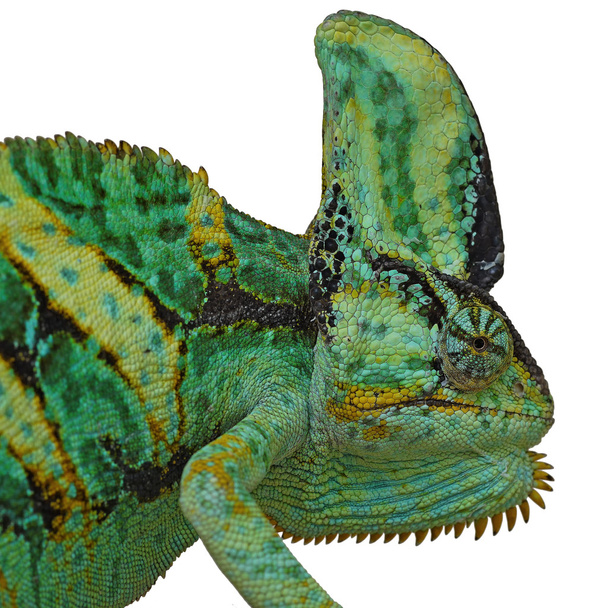chameleon or calyptratus  on white background - Photo, Image