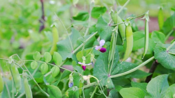 Seed-pods of pea fruits - Кадры, видео