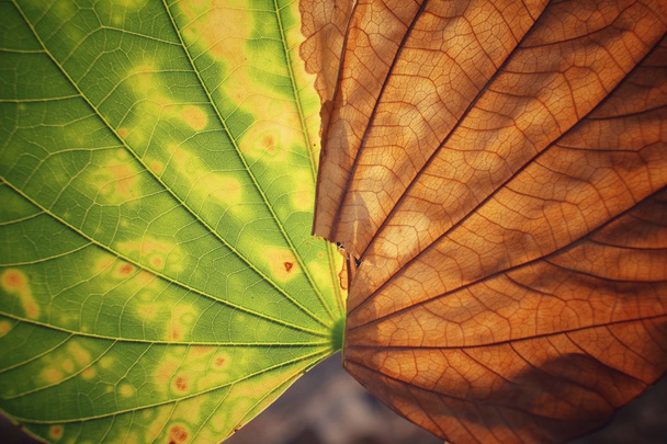 αποξηραμένα φύλλα - Φωτογραφία, εικόνα