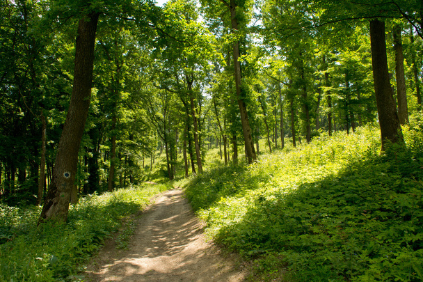 Grüner Wald mit Pfad - Foto, Bild