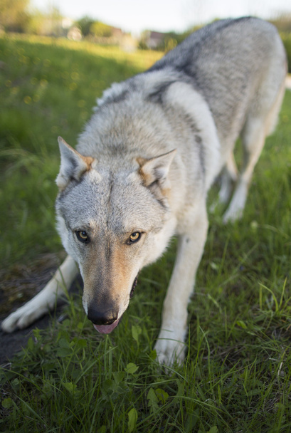 Wolf - Фото, изображение