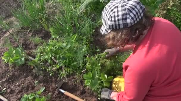 Mujer agricultora desmalezando plantas de fresa en el jardín. Trabajos estacionales
 - Imágenes, Vídeo