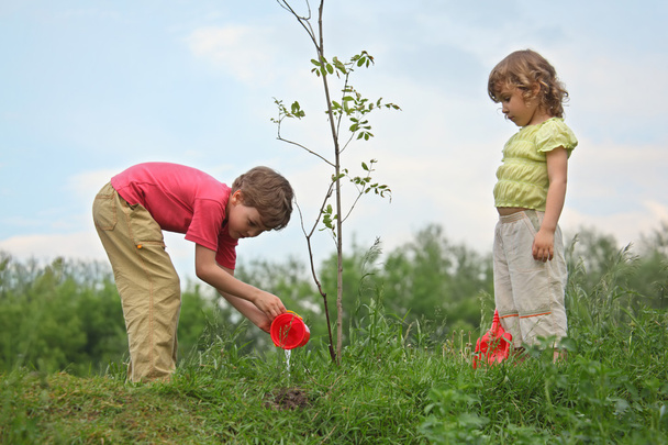 Boy and girl pour on seedling of tree - Fotoğraf, Görsel