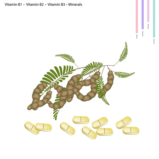 Lusky tamarindu s vitamín B1, B2, B3 a minerálních látek - Vektor, obrázek