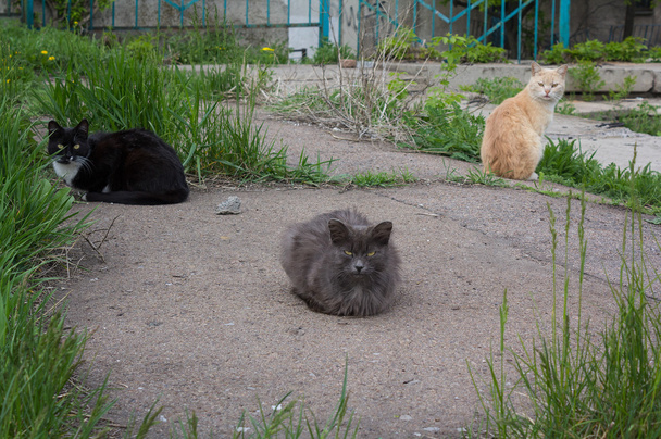 Τρεις άστεγες γάτες αριστερά καταφύγιο σε αναζήτηση τροφής - Φωτογραφία, εικόνα