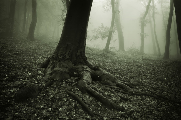 foresta oscura spettrale
 - Foto, immagini