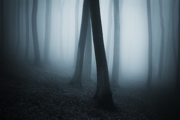 bosque espeluznante oscuro
 - Foto, imagen