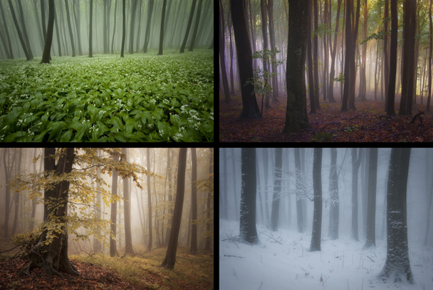 cuatro estaciones paisajes forestales
 - Foto, Imagen