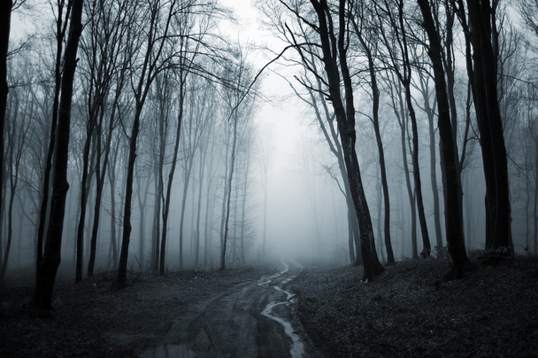 path through misty forest - Fotoğraf, Görsel