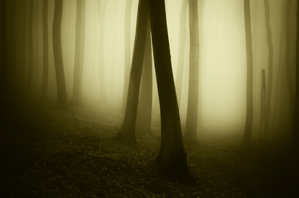 bosque espeluznante oscuro
 - Foto, Imagen