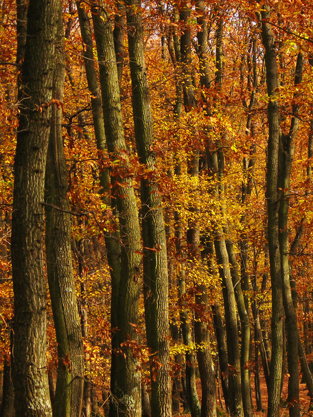 Renkli yaprakları olan sonbahar ormanı - Fotoğraf, Görsel