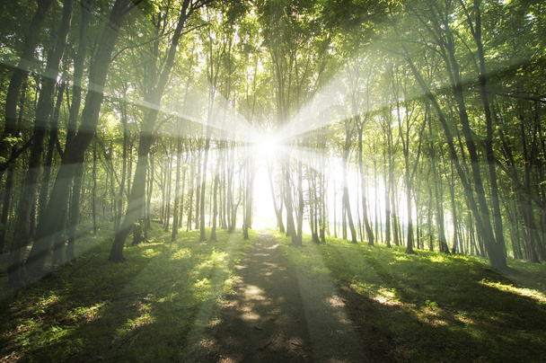 ormanda parlayan güneş - Fotoğraf, Görsel