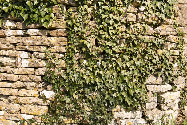 mur de lierre
 - Photo, image