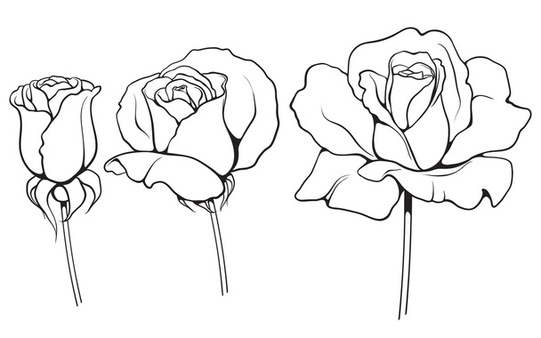 graficzny róże zestaw 02 - Wektor, obraz