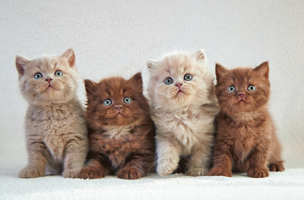 cuatro gatitos británicos
 - Foto, imagen