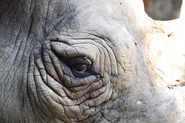 oog voor rhino - Foto, afbeelding