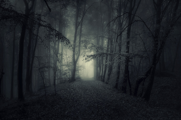 arbres dans la forêt brumeuse sombre
 - Photo, image