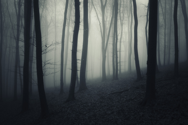 temné zamlžené strašidelný Les - Fotografie, Obrázek