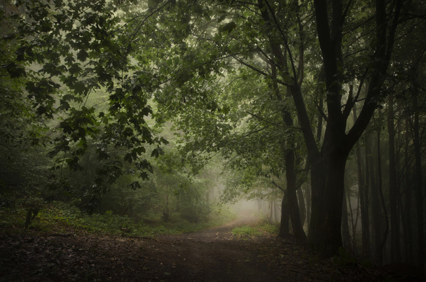 dark misty spooky forest - Foto, immagini