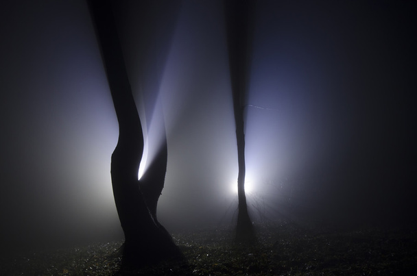 vreemde lichten in bos - Foto, afbeelding