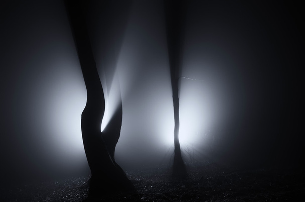 luces extrañas en el bosque
 - Foto, Imagen