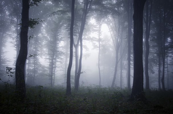 σκοτεινό και τρομακτικό ομιχλώδη δάσος - Φωτογραφία, εικόνα