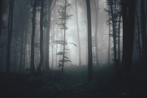 dark spooky forest - Foto, imagen