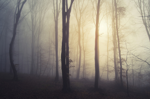 暗い不気味な霧の森 - 写真・画像