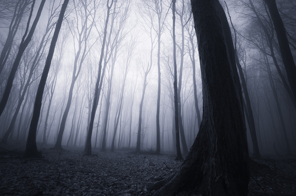 dark spooky misty forest - Foto, immagini