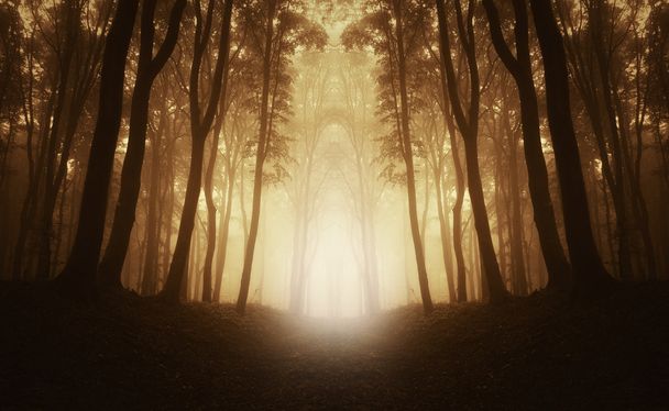 lumière dorée dans la forêt sombre
 - Photo, image