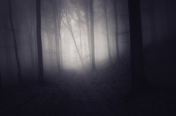 upiorny ciemnego lasu - Zdjęcie, obraz