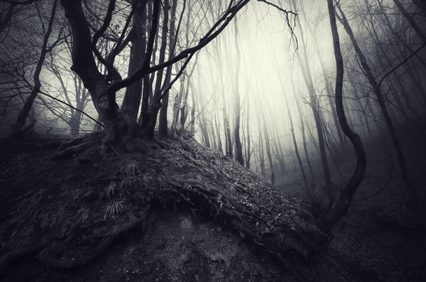 Gruseliger dunkler Wald - Foto, Bild