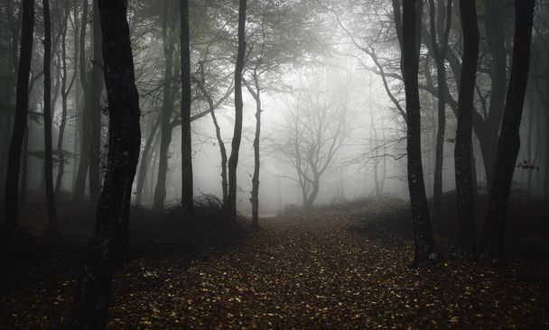 spooky dark forest - Photo, Image