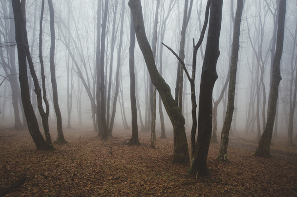 моторошний темний ліс
 - Фото, зображення