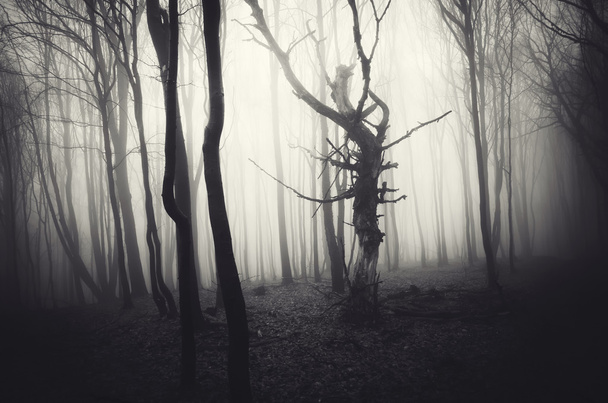 forêt brumeuse sombre et effrayante
 - Photo, image